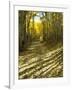 Aspen Tree Shadows and Old Country Road, Kebler Pass, Colorado, USA-Darrell Gulin-Framed Photographic Print