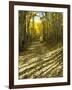 Aspen Tree Shadows and Old Country Road, Kebler Pass, Colorado, USA-Darrell Gulin-Framed Photographic Print