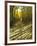 Aspen Tree Shadows and Old Country Road, Kebler Pass, Colorado, USA-Darrell Gulin-Framed Photographic Print