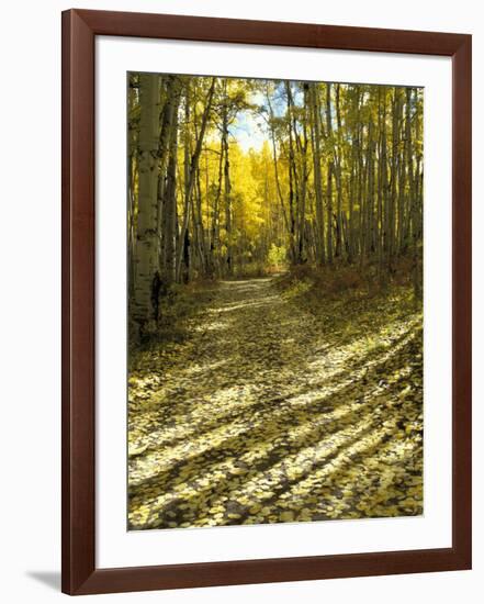 Aspen Tree Shadows and Old Country Road, Kebler Pass, Colorado, USA-Darrell Gulin-Framed Photographic Print