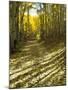 Aspen Tree Shadows and Old Country Road, Kebler Pass, Colorado, USA-Darrell Gulin-Mounted Photographic Print