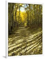 Aspen Tree Shadows and Old Country Road, Kebler Pass, Colorado, USA-Darrell Gulin-Framed Photographic Print