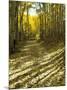 Aspen Tree Shadows and Old Country Road, Kebler Pass, Colorado, USA-Darrell Gulin-Mounted Photographic Print