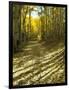 Aspen Tree Shadows and Old Country Road, Kebler Pass, Colorado, USA-Darrell Gulin-Framed Photographic Print