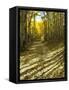 Aspen Tree Shadows and Old Country Road, Kebler Pass, Colorado, USA-Darrell Gulin-Framed Stretched Canvas