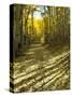 Aspen Tree Shadows and Old Country Road, Kebler Pass, Colorado, USA-Darrell Gulin-Stretched Canvas