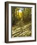 Aspen Tree Shadows and Old Country Road, Kebler Pass, Colorado, USA-Darrell Gulin-Framed Photographic Print