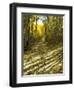 Aspen Tree Shadows and Old Country Road, Kebler Pass, Colorado, USA-Darrell Gulin-Framed Photographic Print