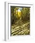 Aspen Tree Shadows and Old Country Road, Kebler Pass, Colorado, USA-Darrell Gulin-Framed Photographic Print