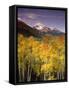 Aspen Tree, Snowcapped Mountain, San Juan National Forest, Colorado, USA-Stuart Westmorland-Framed Stretched Canvas