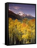 Aspen Tree, Snowcapped Mountain, San Juan National Forest, Colorado, USA-Stuart Westmorland-Framed Stretched Canvas