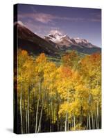 Aspen Tree, Snowcapped Mountain, San Juan National Forest, Colorado, USA-Stuart Westmorland-Stretched Canvas