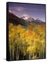 Aspen Tree, Snowcapped Mountain, San Juan National Forest, Colorado, USA-Stuart Westmorland-Framed Stretched Canvas