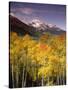 Aspen Tree, Snowcapped Mountain, San Juan National Forest, Colorado, USA-Stuart Westmorland-Stretched Canvas