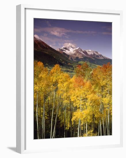 Aspen Tree, Snowcapped Mountain, San Juan National Forest, Colorado, USA-Stuart Westmorland-Framed Premium Photographic Print