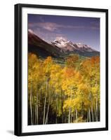 Aspen Tree, Snowcapped Mountain, San Juan National Forest, Colorado, USA-Stuart Westmorland-Framed Premium Photographic Print