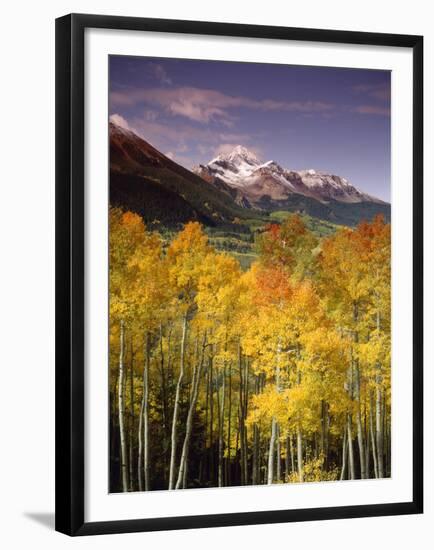 Aspen Tree, Snowcapped Mountain, San Juan National Forest, Colorado, USA-Stuart Westmorland-Framed Premium Photographic Print