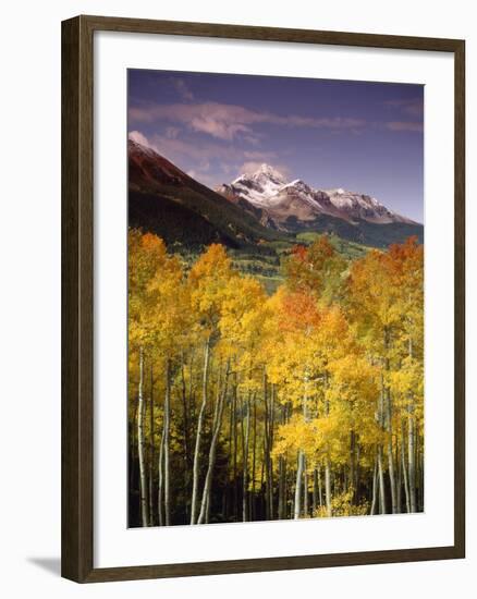 Aspen Tree, Snowcapped Mountain, San Juan National Forest, Colorado, USA-Stuart Westmorland-Framed Premium Photographic Print