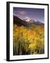 Aspen Tree, Snowcapped Mountain, San Juan National Forest, Colorado, USA-Stuart Westmorland-Framed Premium Photographic Print