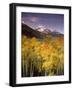 Aspen Tree, Snowcapped Mountain, San Juan National Forest, Colorado, USA-Stuart Westmorland-Framed Photographic Print