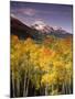 Aspen Tree, Snowcapped Mountain, San Juan National Forest, Colorado, USA-Stuart Westmorland-Mounted Photographic Print