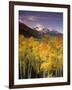 Aspen Tree, Snowcapped Mountain, San Juan National Forest, Colorado, USA-Stuart Westmorland-Framed Photographic Print