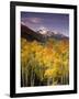 Aspen Tree, Snowcapped Mountain, San Juan National Forest, Colorado, USA-Stuart Westmorland-Framed Photographic Print