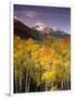 Aspen Tree, Snowcapped Mountain, San Juan National Forest, Colorado, USA-Stuart Westmorland-Framed Photographic Print