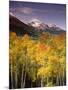 Aspen Tree, Snowcapped Mountain, San Juan National Forest, Colorado, USA-Stuart Westmorland-Mounted Photographic Print