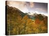 Aspen Tree, Snowcapped Mountain, San Juan National Forest, Colorado, USA-Stuart Westmorland-Stretched Canvas