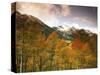 Aspen Tree, Snowcapped Mountain, San Juan National Forest, Colorado, USA-Stuart Westmorland-Stretched Canvas