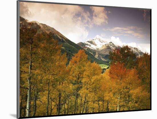 Aspen Tree, Snowcapped Mountain, San Juan National Forest, Colorado, USA-Stuart Westmorland-Mounted Photographic Print