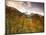 Aspen Tree, Snowcapped Mountain, San Juan National Forest, Colorado, USA-Stuart Westmorland-Mounted Photographic Print