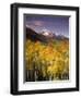 Aspen Tree, Snowcapped Mountain, San Juan National Forest, Colorado, USA-Stuart Westmorland-Framed Photographic Print