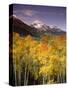 Aspen Tree, Snowcapped Mountain, San Juan National Forest, Colorado, USA-Stuart Westmorland-Stretched Canvas