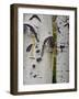 Aspen Tree Trunks, Vail, Colorado, USA-Cindy Miller Hopkins-Framed Photographic Print