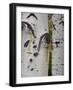 Aspen Tree Trunks, Vail, Colorado, USA-Cindy Miller Hopkins-Framed Photographic Print