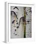 Aspen Tree Trunks, Vail, Colorado, USA-Cindy Miller Hopkins-Framed Photographic Print