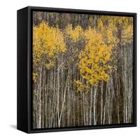 Aspen Trees 2-Jamie Cook-Framed Stretched Canvas