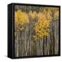 Aspen Trees 2-Jamie Cook-Framed Stretched Canvas