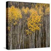 Aspen Trees 2-Jamie Cook-Stretched Canvas