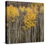 Aspen Trees 2-Jamie Cook-Stretched Canvas