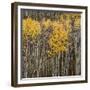 Aspen Trees 2-Jamie Cook-Framed Giclee Print