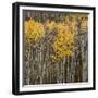 Aspen Trees 2-Jamie Cook-Framed Giclee Print