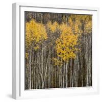 Aspen Trees 2-Jamie Cook-Framed Giclee Print