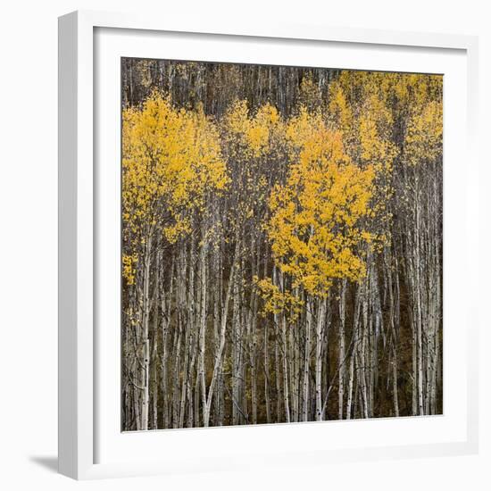 Aspen Trees 2-Jamie Cook-Framed Giclee Print