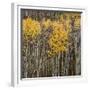 Aspen Trees 2-Jamie Cook-Framed Giclee Print