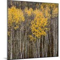 Aspen Trees 2-Jamie Cook-Mounted Giclee Print