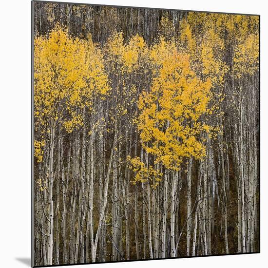 Aspen Trees 2-Jamie Cook-Mounted Giclee Print