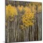 Aspen Trees 2-Jamie Cook-Mounted Giclee Print